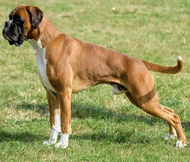 German Boxer