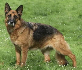 German Shepherd