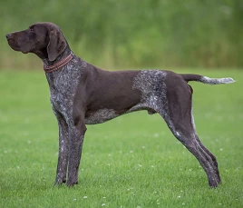 German Shorthaired Pointer