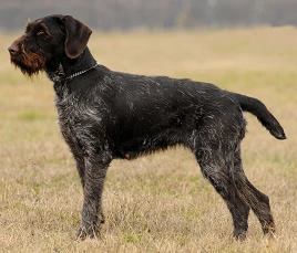 German Wirehaired Pointer