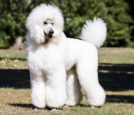 Giant Poodle