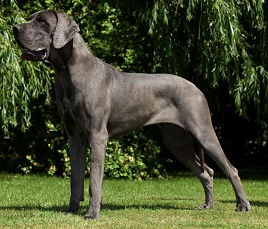 Great Dane