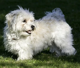 Havanese