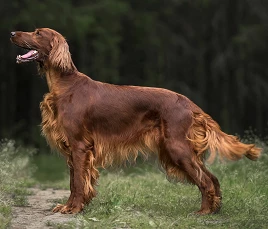 Irish Red Setter