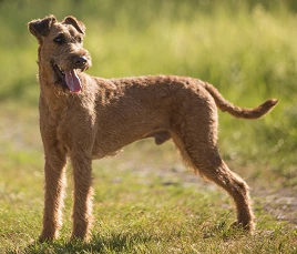 Irish Terrier