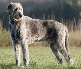 Irish Wolfhound