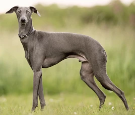 Italian Greyhound