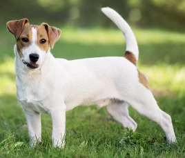 Jack Russell Terrier