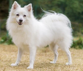 Japanese Spitz