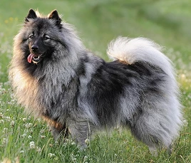 Keeshond (Dutch Barge Dog)