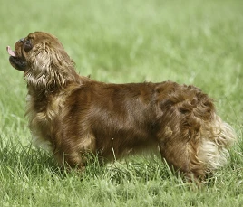 King Charles Spaniel