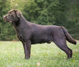 Labrador Retriever