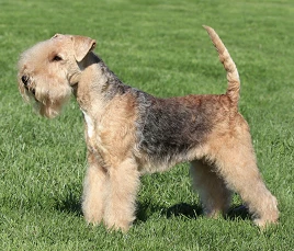 Lakeland Terrier