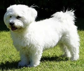 Maltese Dog