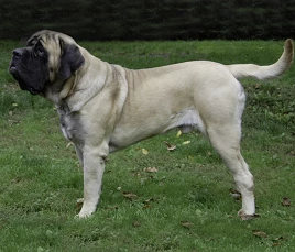 Mastiff