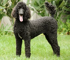 Miniature Poodle