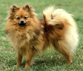 Miniature Spitz