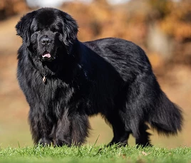 Newfoundland Dog