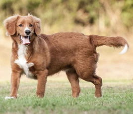 Nova Scotia Duck Tolling Retriever