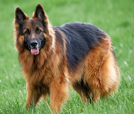 Old German Shepherd