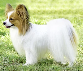 Papillon dog