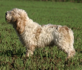 Petit Basset Griffon Vendéen