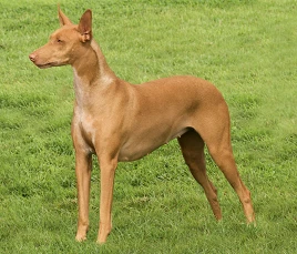 Pharaoh Hound