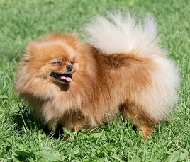 Pomeranian