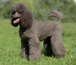 Poodle