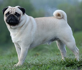 Pug