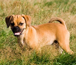 Puggle