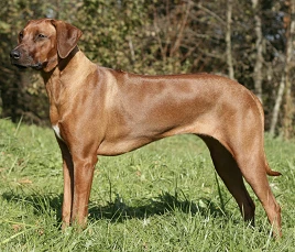 Rhodesian Ridgeback