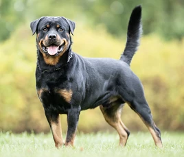 Rottweiler