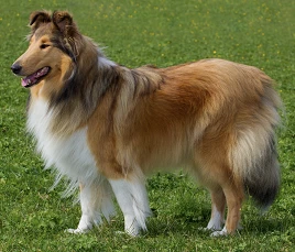 Rough Collie