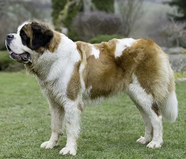 Saint Bernard