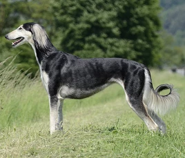 Saluki