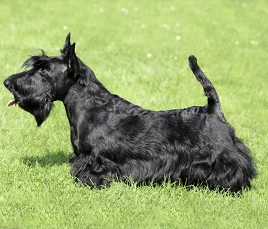 Scottish Terrier