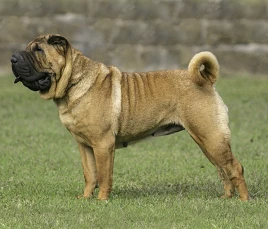 Shar Pei