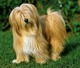 Tibetan Terrier