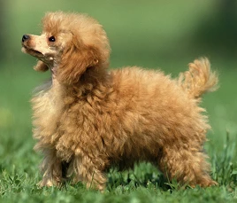 Toy Poodle