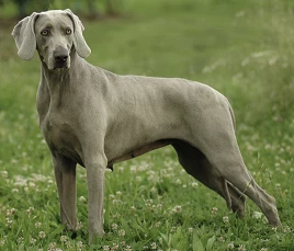 Weimaraner