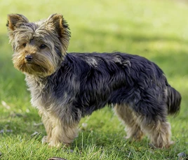 Yorkshire Terrier